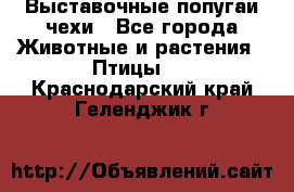 Выставочные попугаи чехи - Все города Животные и растения » Птицы   . Краснодарский край,Геленджик г.